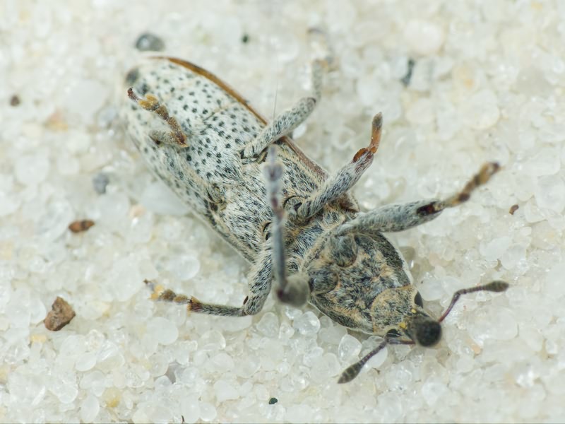 Lixus (Compsolixus) albomarginatus Boheman, 1842